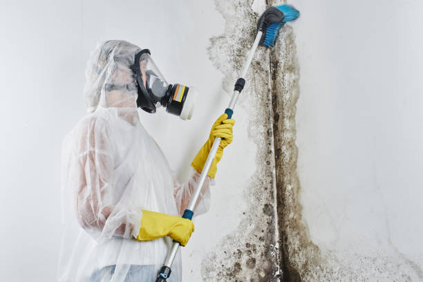 Best Home Mold Removal  in Connelly Springs, NC