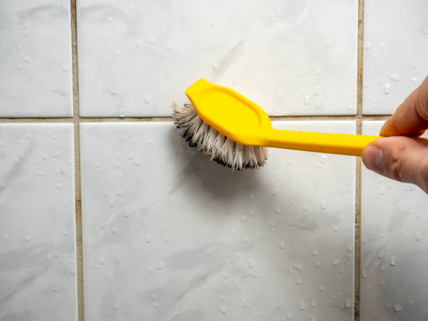 Best Professional Mold Removal  in Connelly Springs, NC