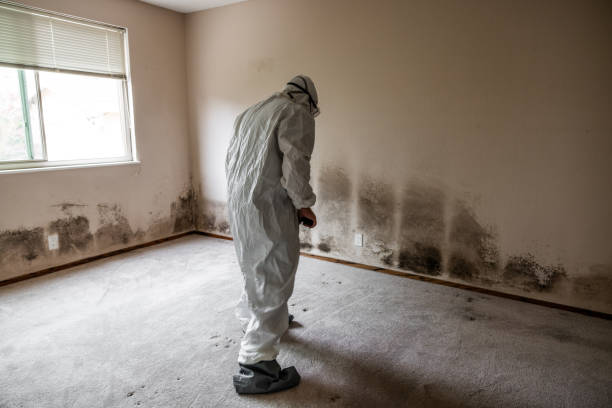 Best Local Mold Removal Service  in Connelly Springs, NC