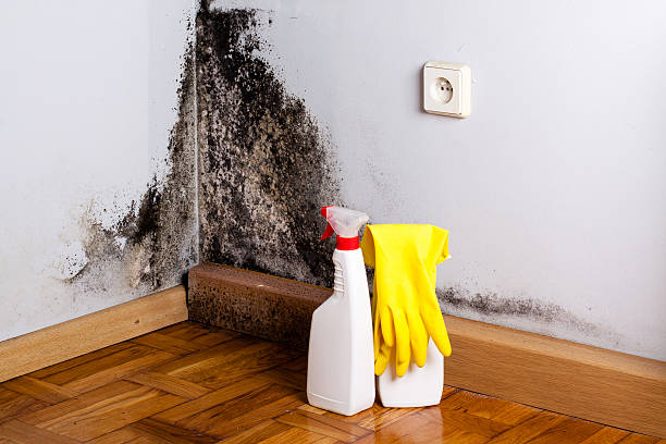 Best Residential Mold Removal  in Connelly Springs, NC