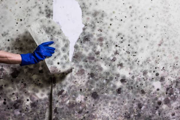 Best Best Mold Removal Companies  in Connelly Springs, NC