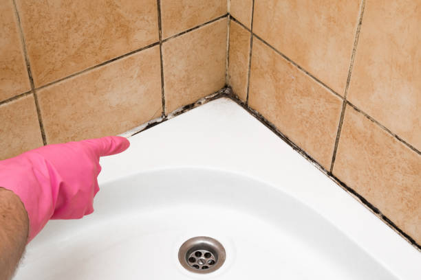 Best Same-Day Mold Removal  in Connelly Springs, NC